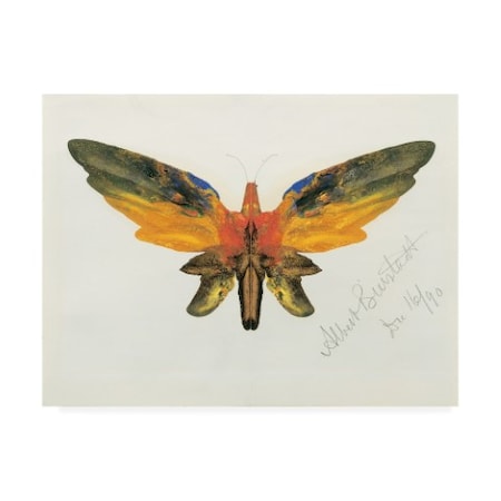 Albert Bierstadt 'Bold Butterfly On White' Canvas Art,18x24